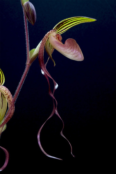 Paphiopedilum gigantifolium x Michael Koopowitz