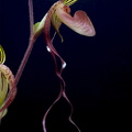 Paphiopedilum_Gigan_Koop8.jpg