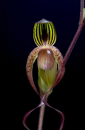 Paphiopedilum gigantifolium x Michael Koopowitz