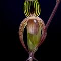 Paphiopedilum gigantifolium x Michael Koopowitz