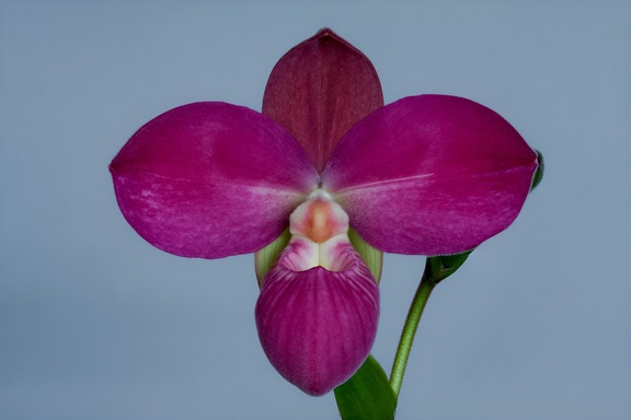 Phragmipedium Glen Decker x kovachii