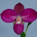 Phragmipedium Glen Decker x kovachii