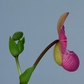 Phragmipedium Glen Decker x kovachii