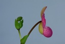 Phragmipedium Glen Decker x kovachii