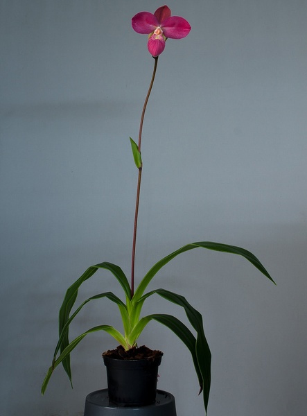 Paphiopedilum_Glen_Decker_x_kovachii3.jpg