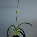 Phragmipedium Glen Decker x kovachii