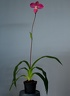 Phragmipedium Glen Decker x kovachii