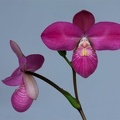 Phragmipedium Glen Decker x kovachii