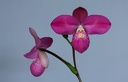 Phragmipedium Glen Decker x kovachii