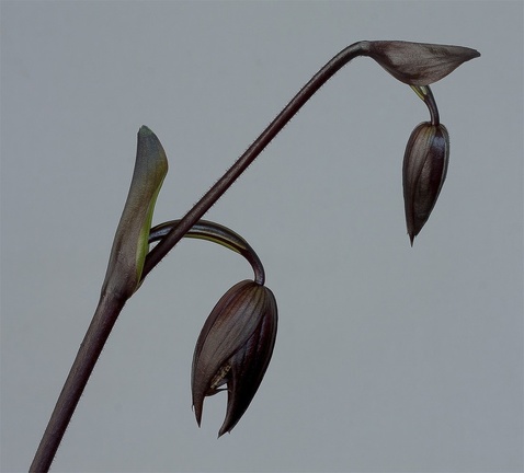 Paphiopedilum Hsinying Anita