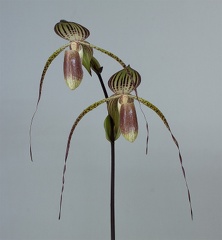 Paphiopedilum Hsinying Anita