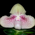 Paphiopedilum Karl Ploberger    