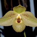 Paphiopedilum Mem. Larry Heuer 