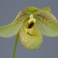 Paphiopedilum Mem. Larry Heuer