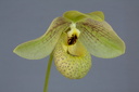 Paphiopedilum Mem. Larry Heuer