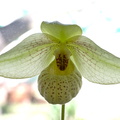 Paphiopedilum Mem. Larry Heuer