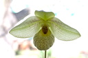 Paphiopedilum Mem. Larry Heuer