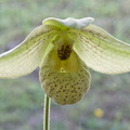 Paphiopedilum Mem. Larry Heuer