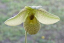 Paphiopedilum Mem. Larry Heuer