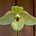 Paphiopedilum_Larry_Heuer4.jpg