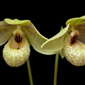 Paphiopedilum Mem. Larry Heuer