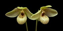 Paphiopedilum Mem. Larry Heuer