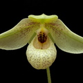 Paphiopedilum Mem. Larry Heuer