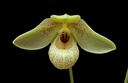 Paphiopedilum Mem. Larry Heuer