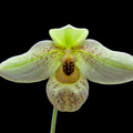 Paphiopedilum Mem. Larry Heuer