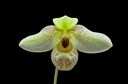 Paphiopedilum Mem. Larry Heuer