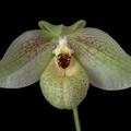 Paphiopedilum Mem. Larry Heuer