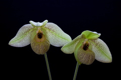 Paphiopedilum Mem. Larry Heuer