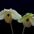 Paphiopedilum Mem. Larry Heuer