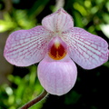 Paphiopedilum Magic Lantern 