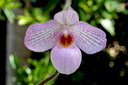 Paphiopedilum Magic Lantern 