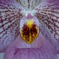 Paphiopedilum Magic Lantern