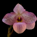 Paphiopedilum_Magic_Lantern2.jpg