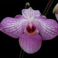 Paphiopedilum Magic Lantern