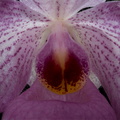 Paphiopedilum Magic Lantern