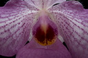 Paphiopedilum Magic Lantern