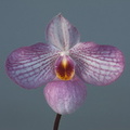 Paphiopedilum Magic Lantern