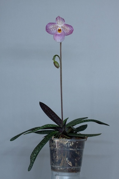 Paphiopedilum_Magic_Lantern8.jpg