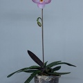 Paphiopedilum Magic Lantern