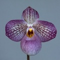 Paphiopedilum Magic Lantern