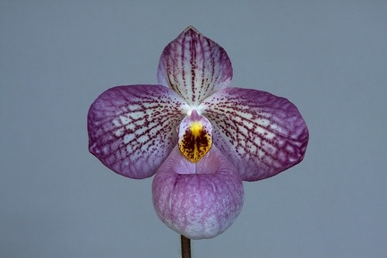 Paphiopedilum Magic Lantern