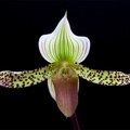 Paphiopedilum Makuli