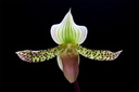 Paphiopedilum Makuli