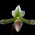 Paphiopedilum Makuli