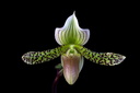 Paphiopedilum Makuli