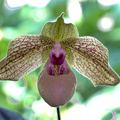 Paphiopedilum Mint Chocolate